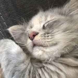 Meet your Posher, Larissa